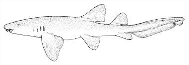 Image result for Ginglymostoma cirratum