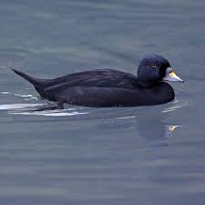 Attēlu rezultāti vaicājumam “Melanitta nigra male”