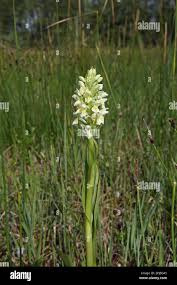 Attēlu rezultāti vaicājumam “Dactylorhiza ochroleuca”