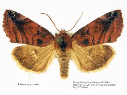 Attēlu rezultāti vaicājumam “Cosmia pyralina”