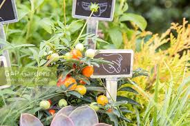 Attēlu rezultāti vaicājumam “Corynephorus canescens fruit”