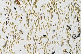 Attēlu rezultāti vaicājumam “Macrosteles sp. nymph”