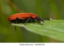 Attēlu rezultāti vaicājumam “Pyrochroidae imago”