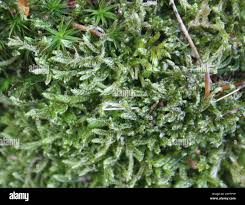 Attēlu rezultāti vaicājumam “Hypnum jutlandicum”