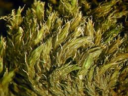 Attēlu rezultāti vaicājumam “Schistidium robustum sporophyte”