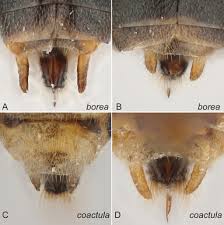Attēlu rezultāti vaicājumam “Euura brevicornis”