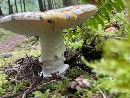 Attēlu rezultāti vaicājumam “Protostropharia alcis”