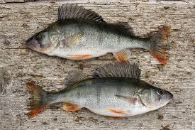 Attēlu rezultāti vaicājumam “Perca fluviatilis”