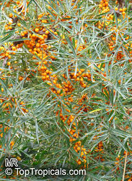 Attēlu rezultāti vaicājumam “Hippophae rhamnoides”