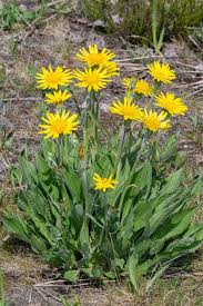 Attēlu rezultāti vaicājumam “Scorzonera humilis bud”