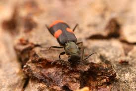 Attēlu rezultāti vaicājumam “Anthocomus fasciatus”