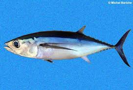 Image result for Thunnus alalunga
