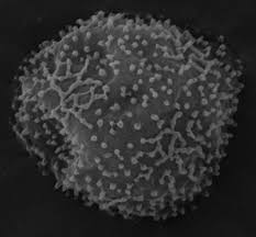 Attēlu rezultāti vaicājumam “Comatricha meandrispora spores”