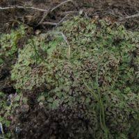 Attēlu rezultāti vaicājumam “Riccia canaliculata”