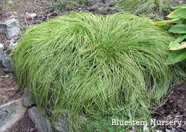 Attēlu rezultāti vaicājumam “Carex caryophyllea leaf”