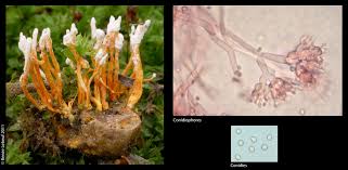 Attēlu rezultāti vaicājumam “Cordyceps farinosa”