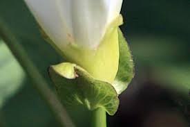 Attēlu rezultāti vaicājumam “Calystegia sepium fruit”