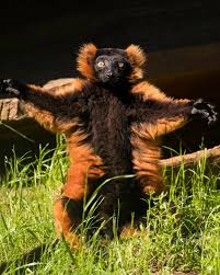 lemur ile ilgili görsel sonucu