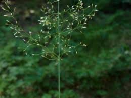 Attēlu rezultāti vaicājumam “Poa nemoralis leaf”