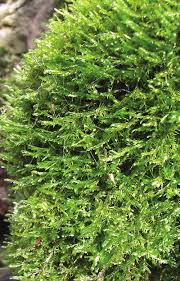 Attēlu rezultāti vaicājumam “Neckera complanata”