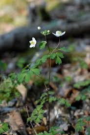 Attēlu rezultāti vaicājumam “Isopyrum thalictroides”