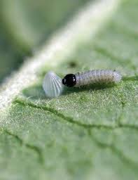 Image result for monarch caterpillar