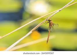 Attēlu rezultāti vaicājumam “Aeshna isoceles”