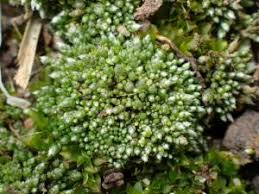 Attēlu rezultāti vaicājumam “Bryum funkii”