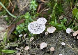 Attēlu rezultāti vaicājumam “Poronia punctata”