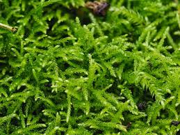 Attēlu rezultāti vaicājumam “Campyliadelphus elodes”