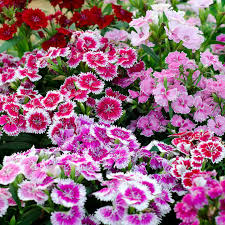 Image result for Nelke