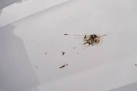 Image result for insect poop