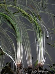 Attēlu rezultāti vaicājumam “Isoetes echinospora leaf”