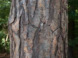 Attēlu rezultāti vaicājumam “Pinus sylvestris var. turfosa”