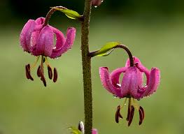 Attēlu rezultāti vaicājumam “Lilium martagon”