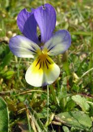 Attēlu rezultāti vaicājumam “Viola tricolor subsp. curtisii bud”