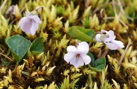 Attēlu rezultāti vaicājumam “Viola epipsila flower”
