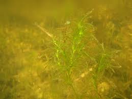 Attēlu rezultāti vaicājumam “Najas flexilis”