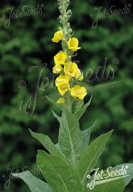 Image result for Verbascum densiflorum