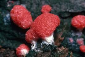 Attēlu rezultāti vaicājumam “Tubifera ferruginosa (subsp. ferruginosa) macro”