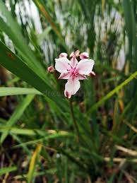 Attēlu rezultāti vaicājumam “Butomaceae”