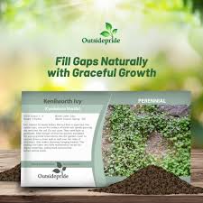 Attēlu rezultāti vaicājumam “Saxifraga cymbalaria fruit”