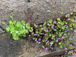 Attēlu rezultāti vaicājumam “Saxifraga cymbalaria flower”