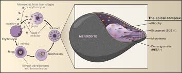 Attēlu rezultāti vaicājumam “Enteridium variabile plasmodium”