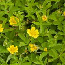 Image result for Potentilla argentea