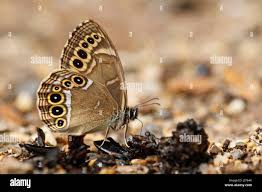 Attēlu rezultāti vaicājumam “Lopinga achine underside”