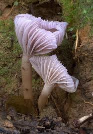 Attēlu rezultāti vaicājumam “Hygrocybe sp.”