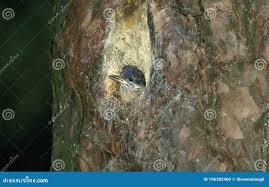 Attēlu rezultāti vaicājumam “Sitta europaea nest”