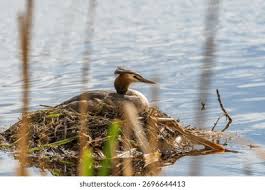 Attēlu rezultāti vaicājumam “Podiceps cristatus nest”