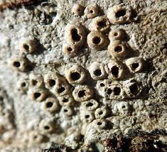 Attēlu rezultāti vaicājumam “Thelotrema lepadinum”